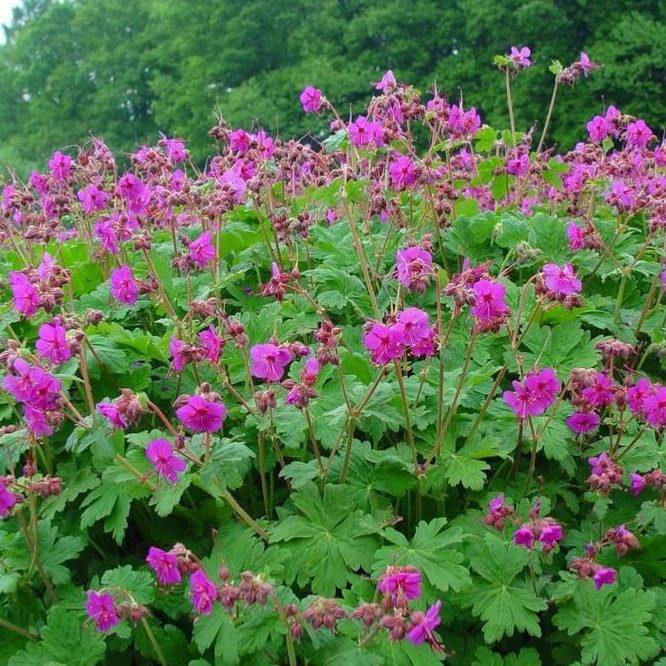 Geranium Czakor E1759499685403