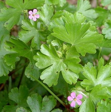 Geranium Lucidum E1759499744139