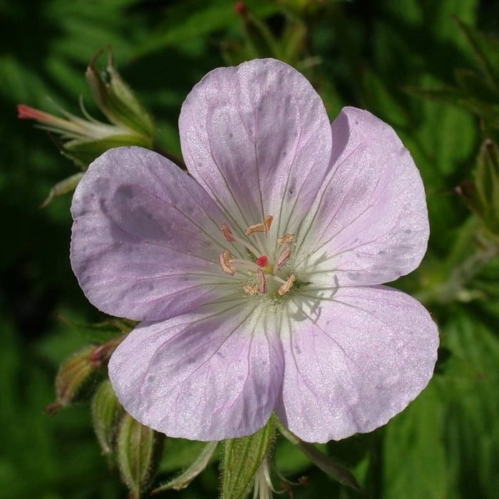 Geranium Sylvaticum Pastel Clouds E1759500208639