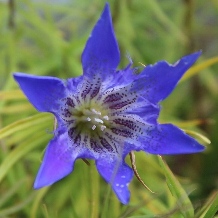 Gentiana Paradoxa E1759499617949