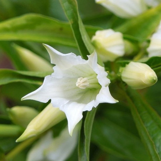 Gentiana Asclepiadea Alba E1759499164716