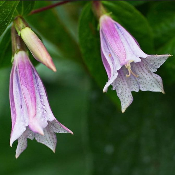 Gentiana Asclepiadea Pink Cascade E1759499208416