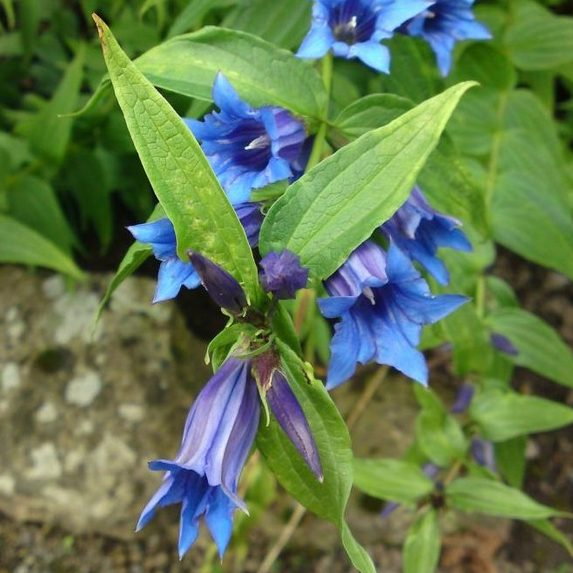 Gentiana Asclepiadea E1759499311278