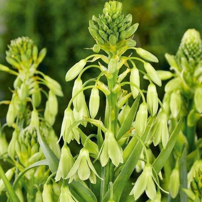 Galtonia Viridiflora E1759498871773