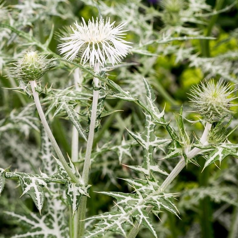 Galactites Alba E1759498660904