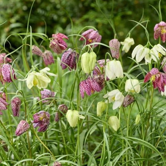 Fritillarea Mixture E1759498247973