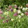 Fritillarea Mixture E1759498247973
