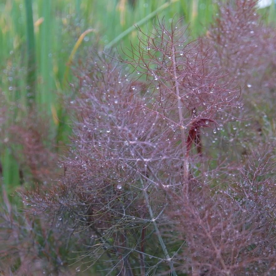 Foeniculum Vulgare Purpureum E1759498062485