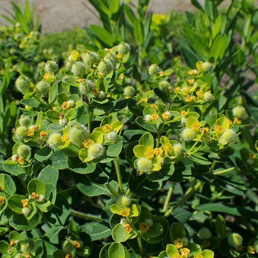 Euphorbia Valdevillosocarpa E1759497581333
