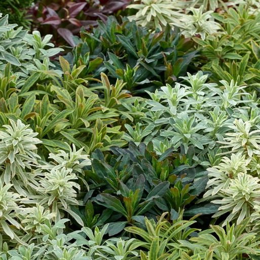 Euphorbia Mixed E1759497411426
