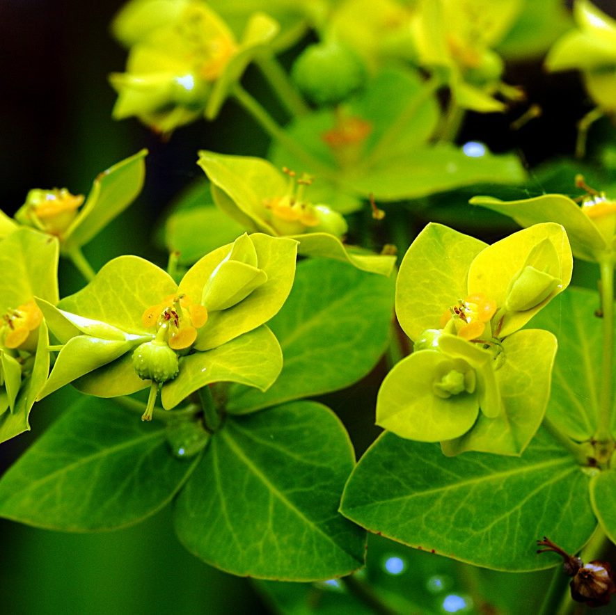 Euphorbia Cornigera E1759497183851