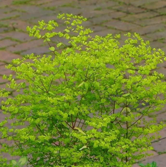 Euphorbia Stricta Golden Foam E1759497530668