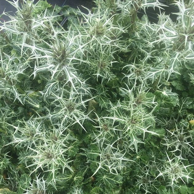 Eryngium Variifolium E1759497133239