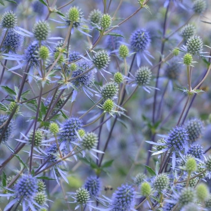 Eryngium Planum Blaukappe E1759497080821