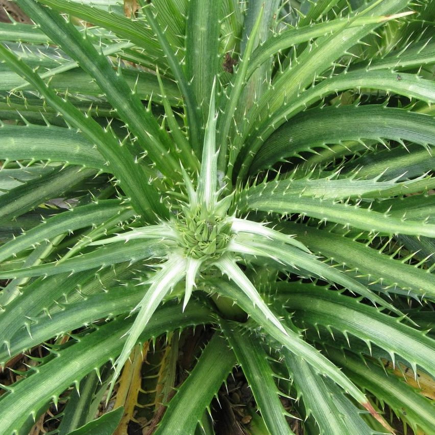 Eryngium Horridum E1759497044894