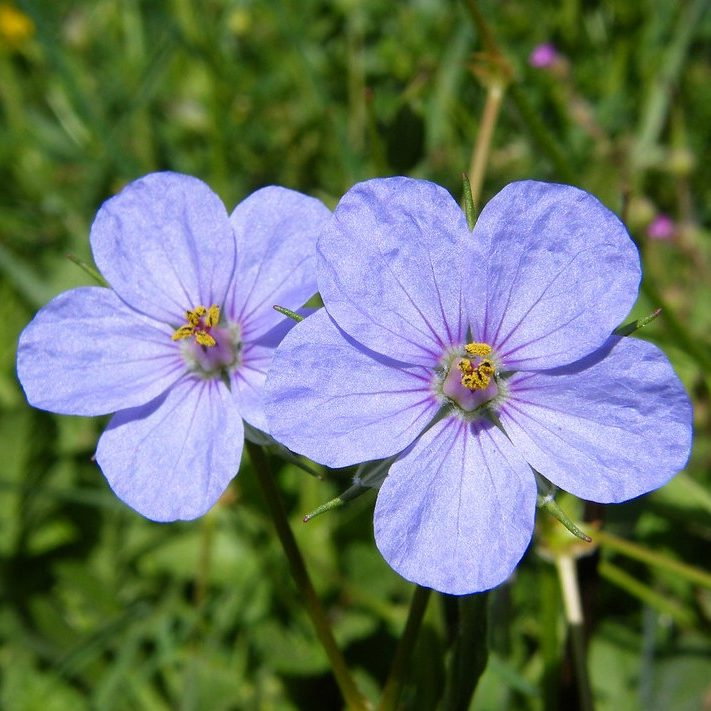 Erodium Gruinum E1759496995776