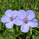 Erodium Gruinum E1759496995776