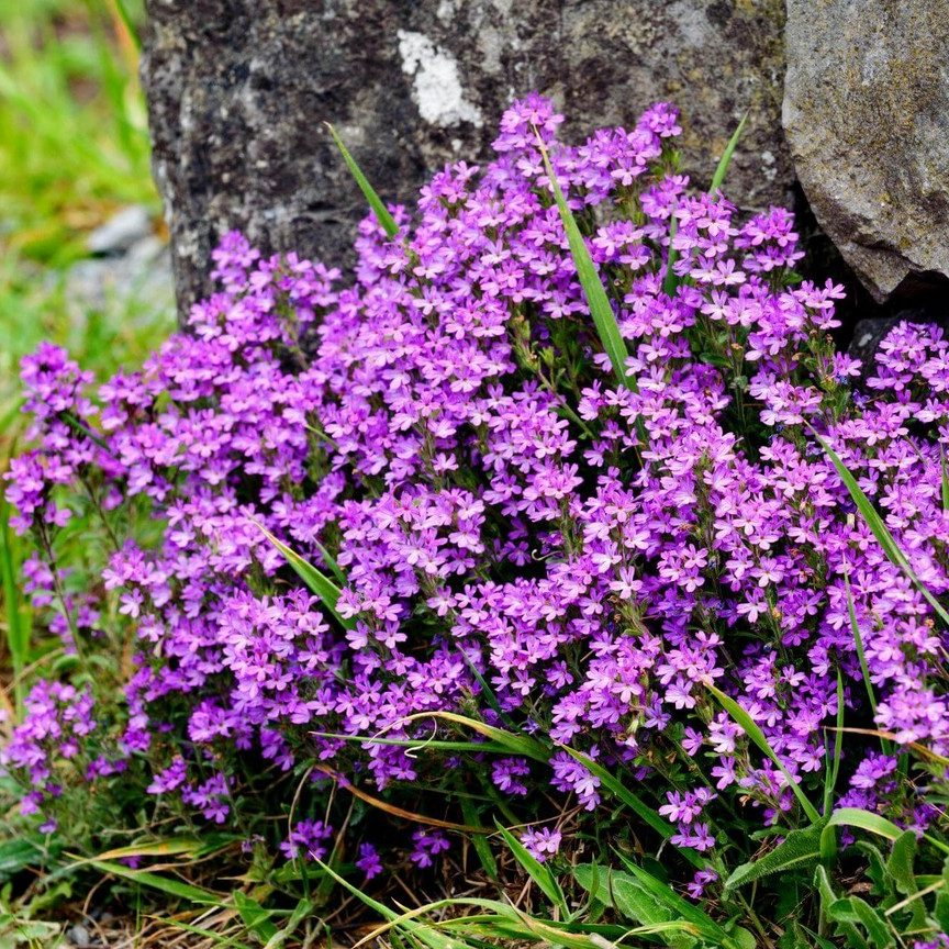 Erinus Alpinus Dr Hanhle E1759496948204