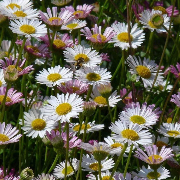 Erigeron Karvinskianus E1759494668906