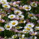 Erigeron Karvinskianus E1759494668906
