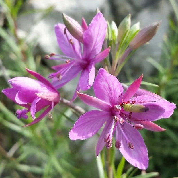 Epilobium Dodonaei E1759494626483
