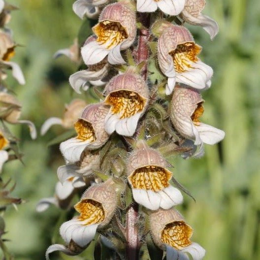 Digitalis Stewartii E1759494368195