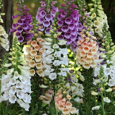 Digitalis Mix E1759494323336