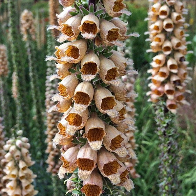 Digitalis Ferruginea E1759494285130