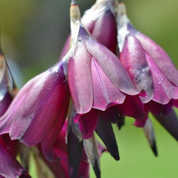 Dierama Blackbird E1759494181575