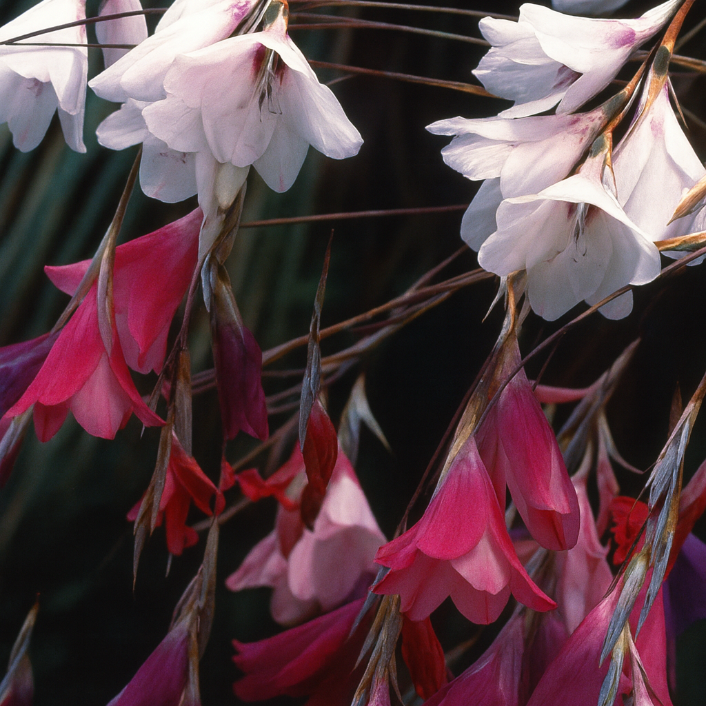 Dierama Species Mix E1758979779109