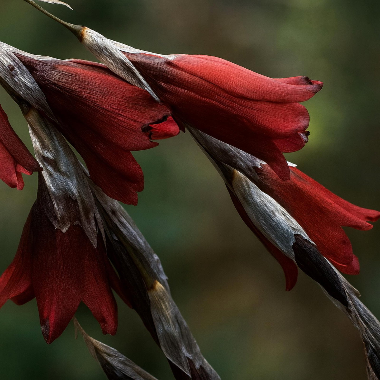 Dierama Reynoldsii 2000X2000