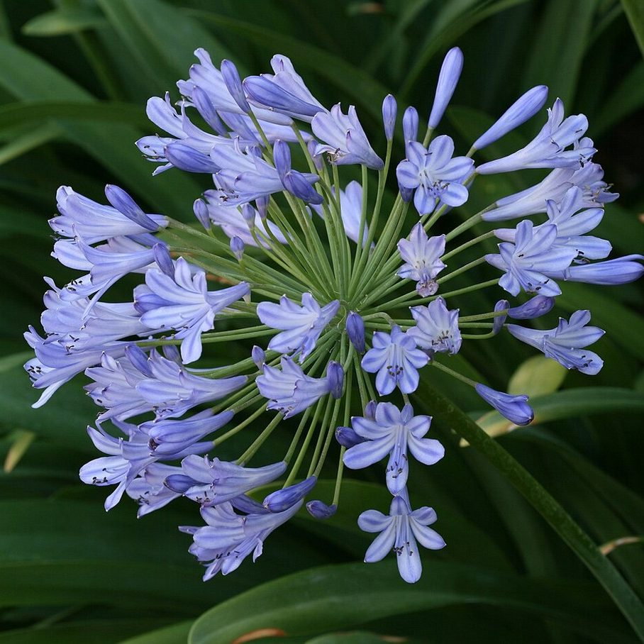 Agapanthus Praecox Large Blue E1758804913901