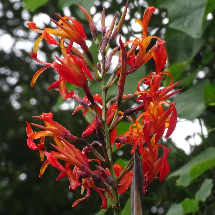 Canna Tuerkhemii E1758808943922