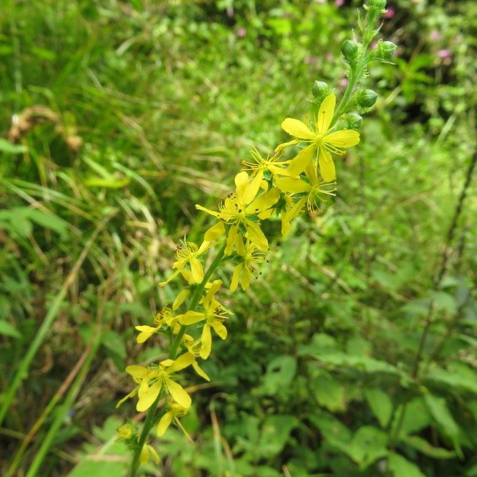 Agrimonia Japonica E1758805110816