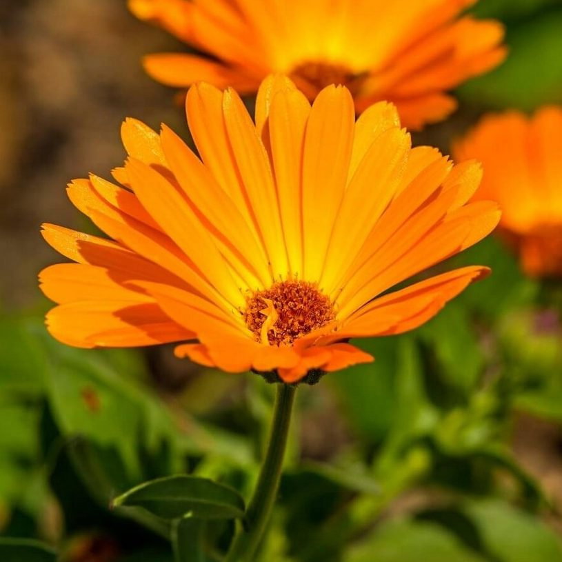 Calendula Officinalis E1758808272580