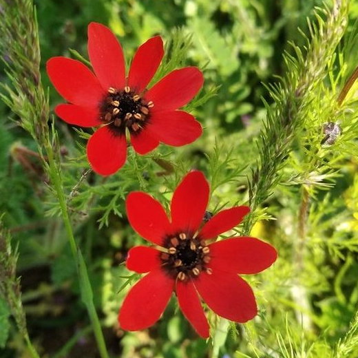 Adonis Aestivalis E1758804385939