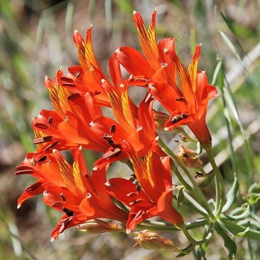 Alstroemeria Ligtu Simsii E1758805429472