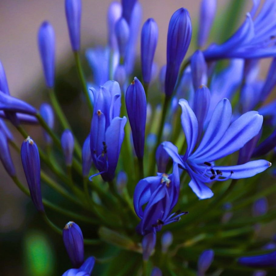 Agapanthus Africanus Big Blue E1758804762756