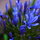 Agapanthus Africanus Big Blue E1758804762756