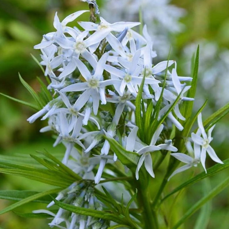 Amsonia Hubritchii E1758805768679