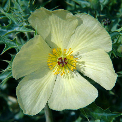 Argemone Ochroleuca