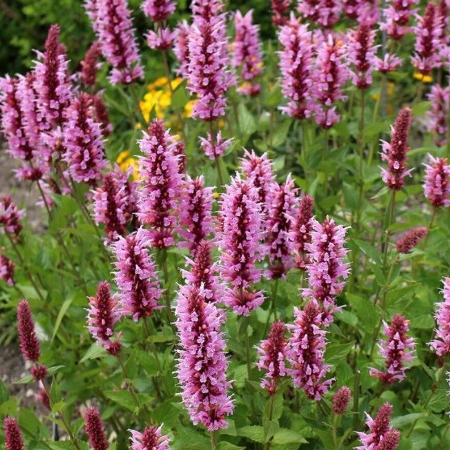 Agastache Rugosa Pink Pop E1758805019380