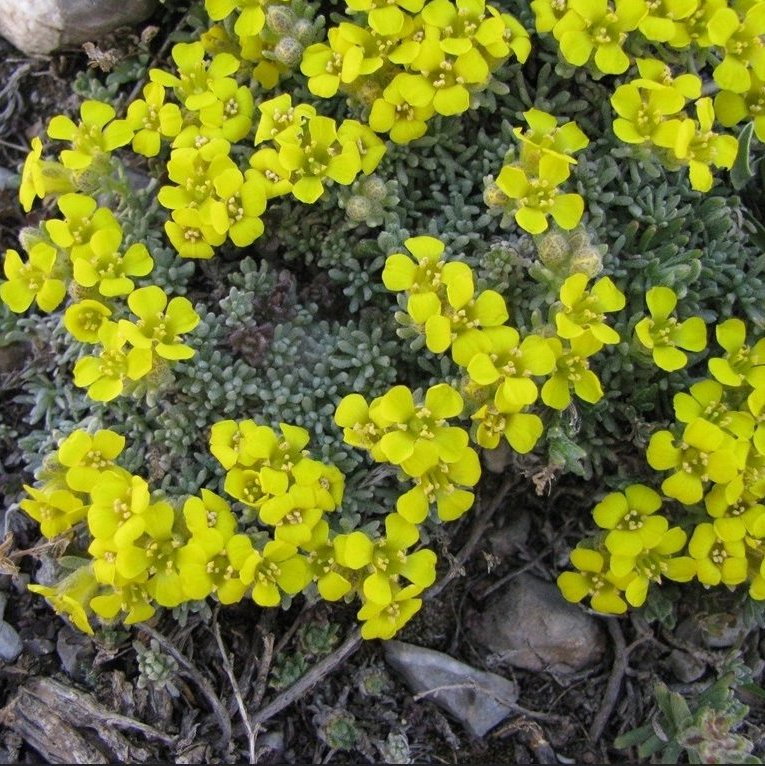 Alyssum Aizoides E1758805571673
