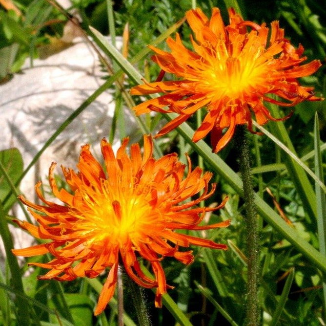 Crepis Aurea E1758810713187