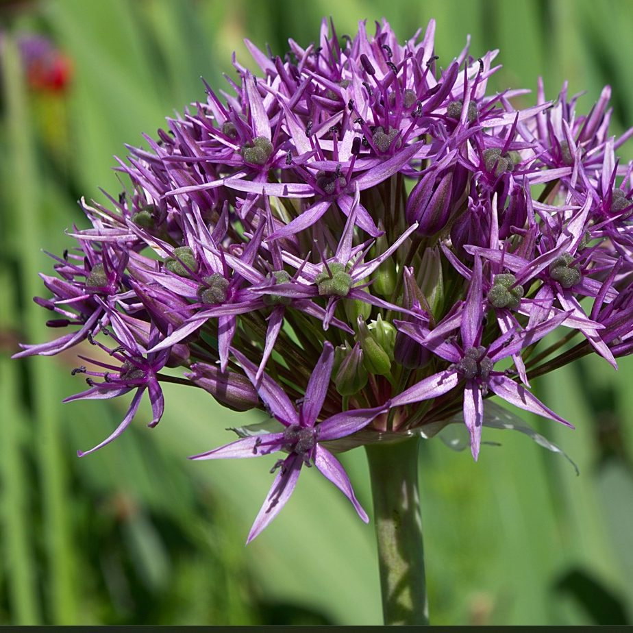 Allium Atropurpureum E1758805163916