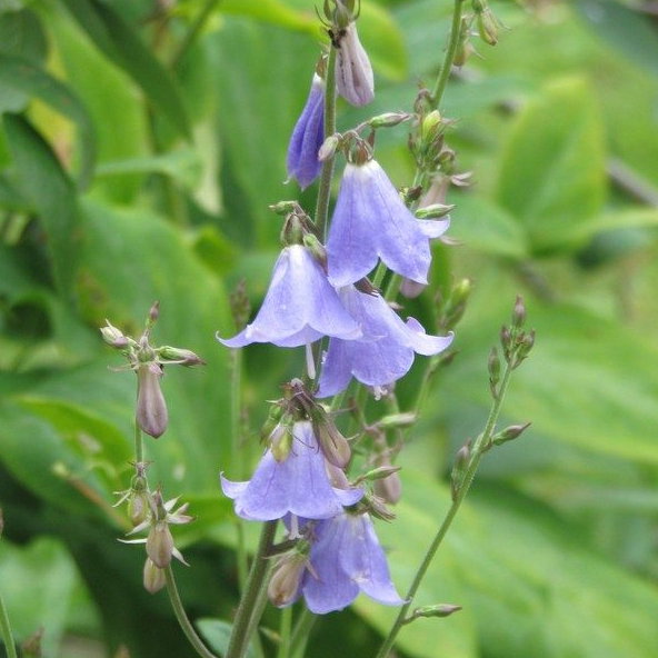 Adenophora Lilliifolia E1758804287566