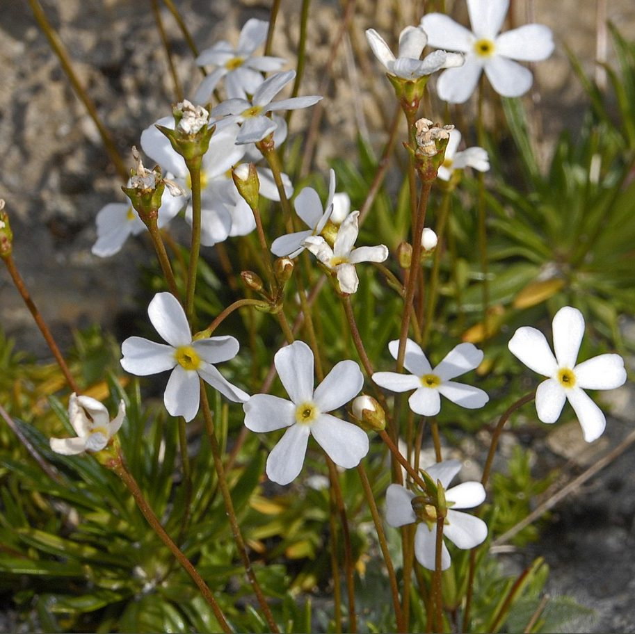 Androsace Lactea E1758805826133