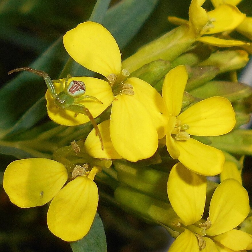 Alyssoides Utriculata