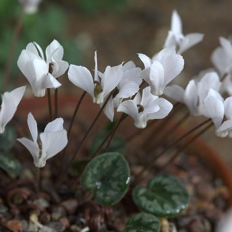 Cyclamen Intaminatum E1758810828506