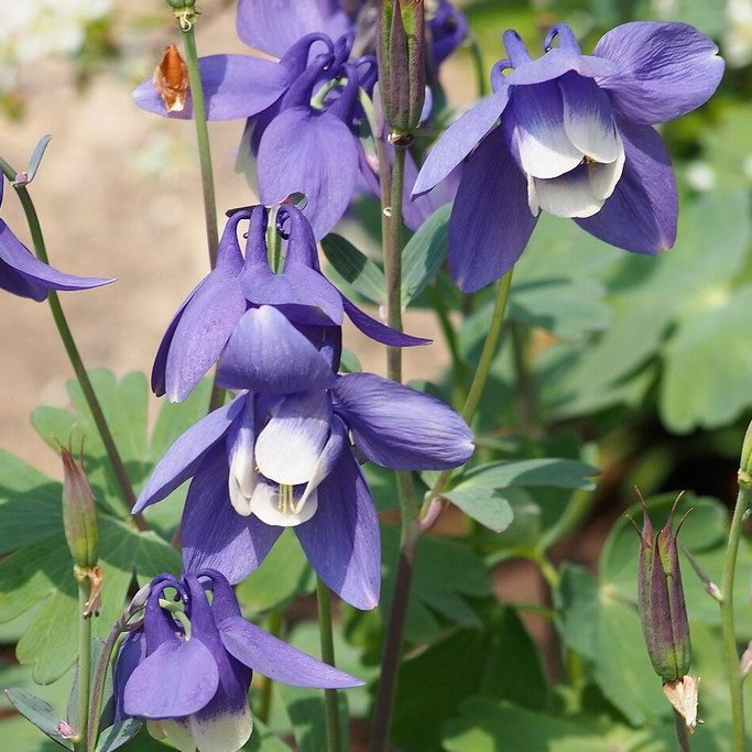Aquilegia Flabellata Nana Mini Star E1758806554655